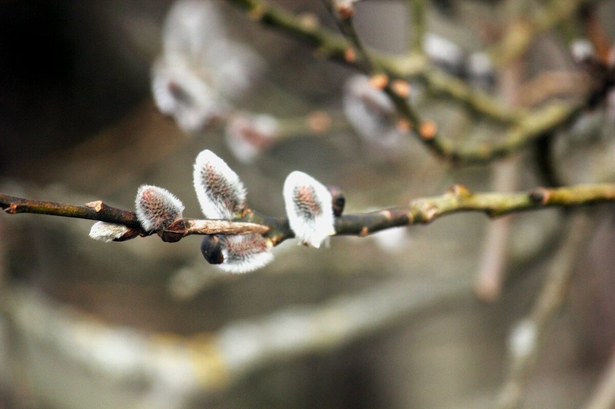 верба - Сергей Кочнев