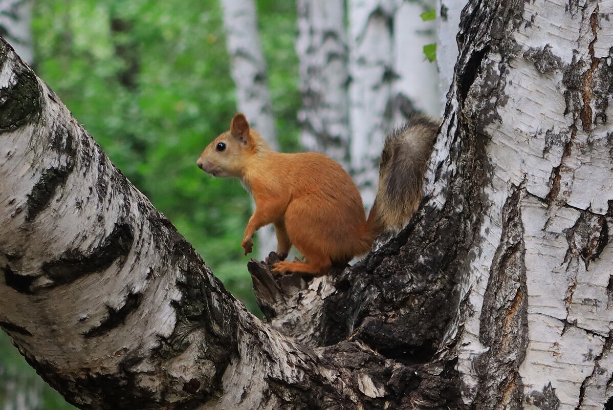 Белка на берёзе - Галина Козлова 