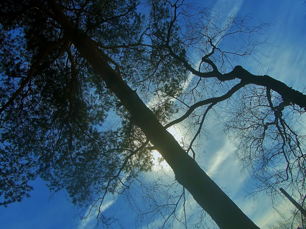 .. подсвеченные солнцем.. - galalog galalog