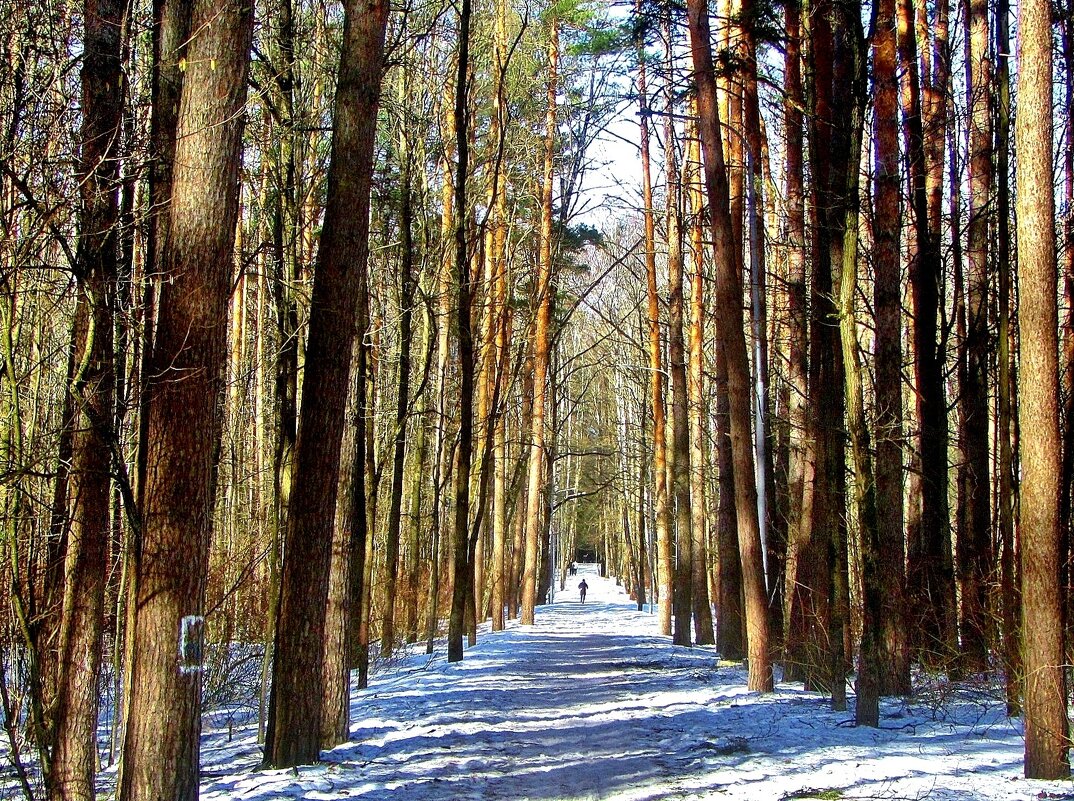 .. мартовская аллея в лесопарке... - galalog galalog