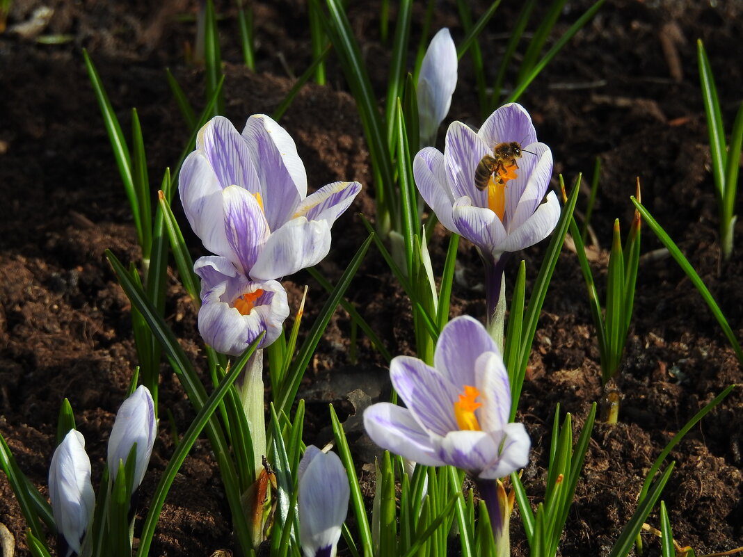 весна - ИННА ПОРОХОВА