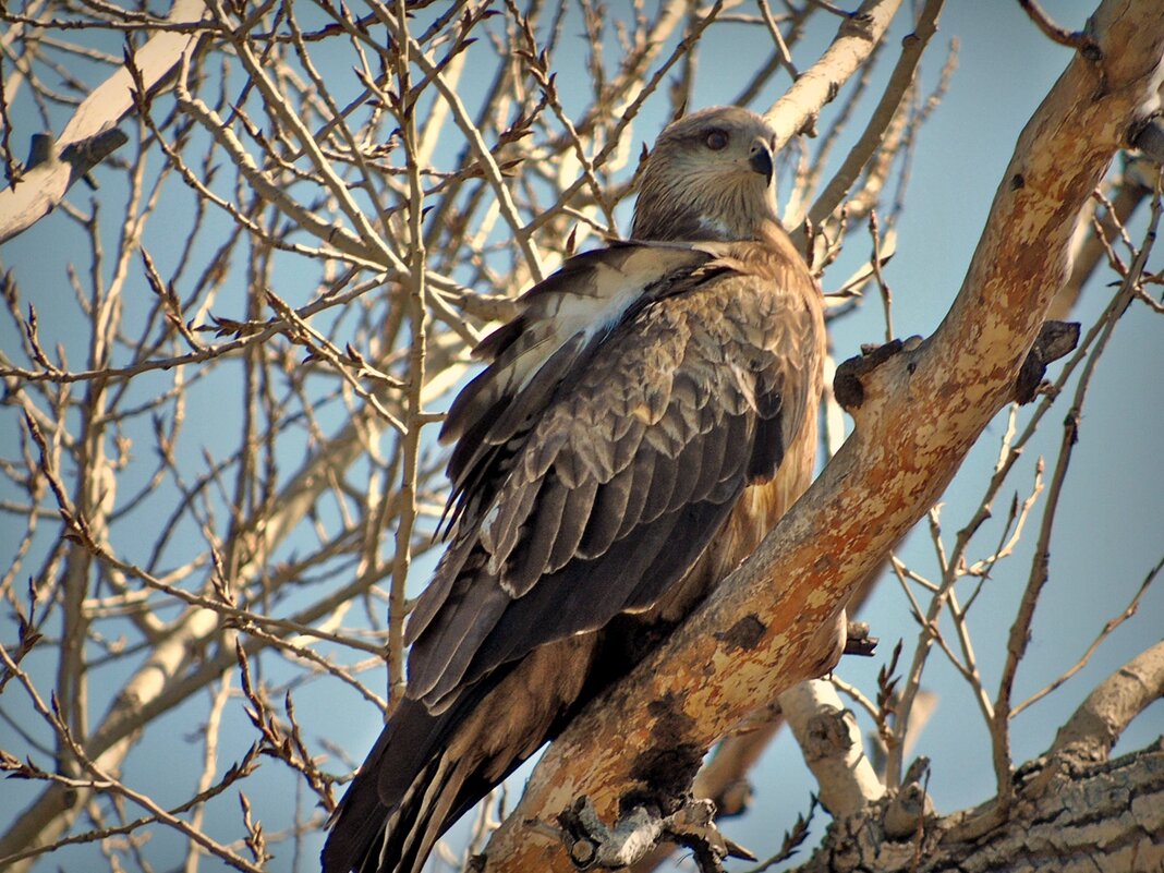 гости с юга прилетели - Aндрей Антонов