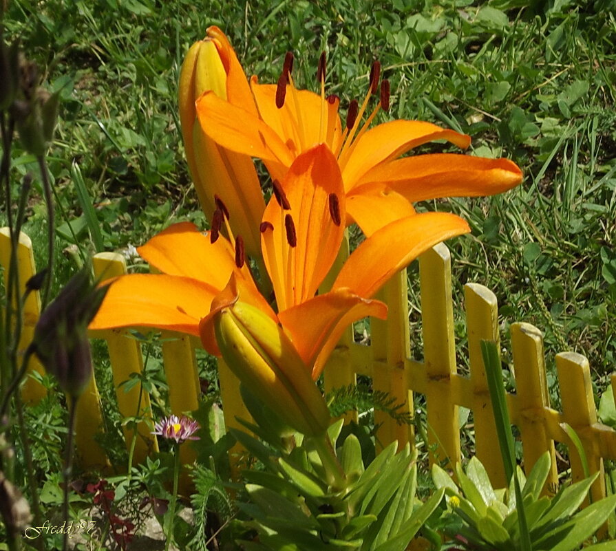 Лилии - Freddy 97