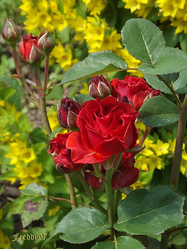 Роза - Freddy 97