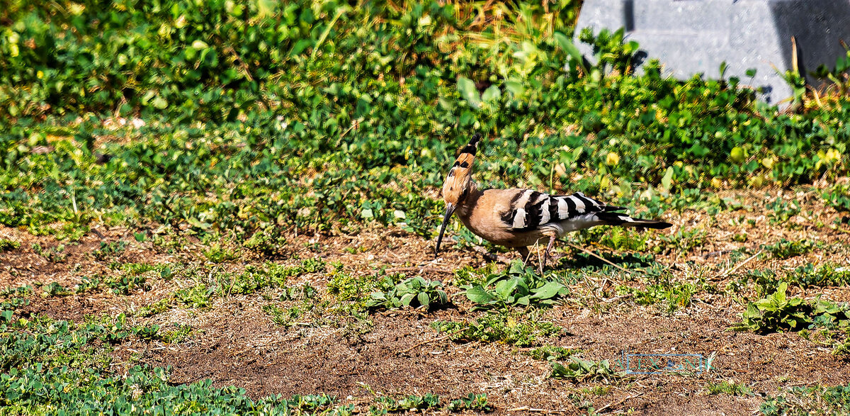 Удод. - Argaman Табашник