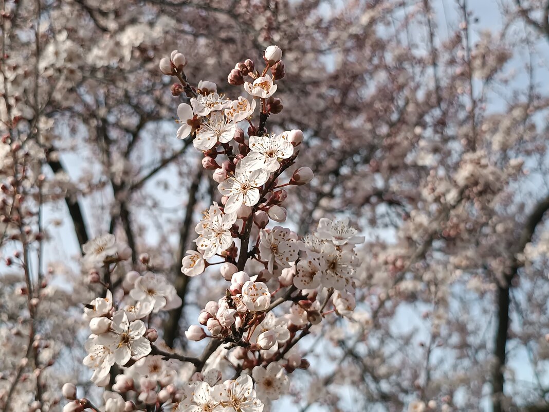 Алыча цветëт и пахнет аромат слаткий тонкий запах обалденный - Вячеслав Коломойцев