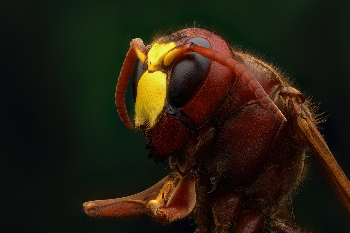 *** - Евгений Фруман