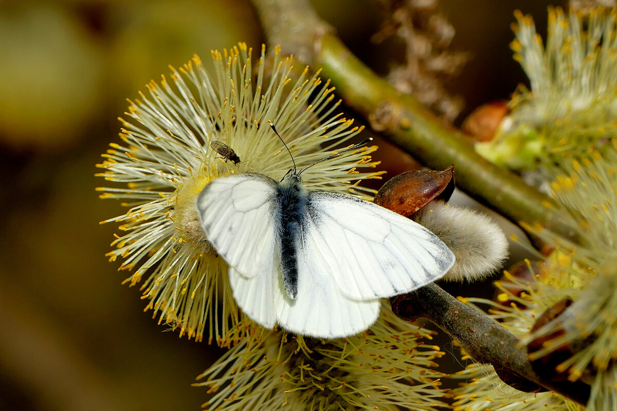 из снятого сегодня 9 - Александр Прокудин