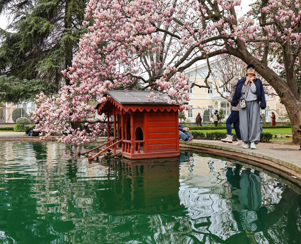 Магнолия - skijumper Иванов