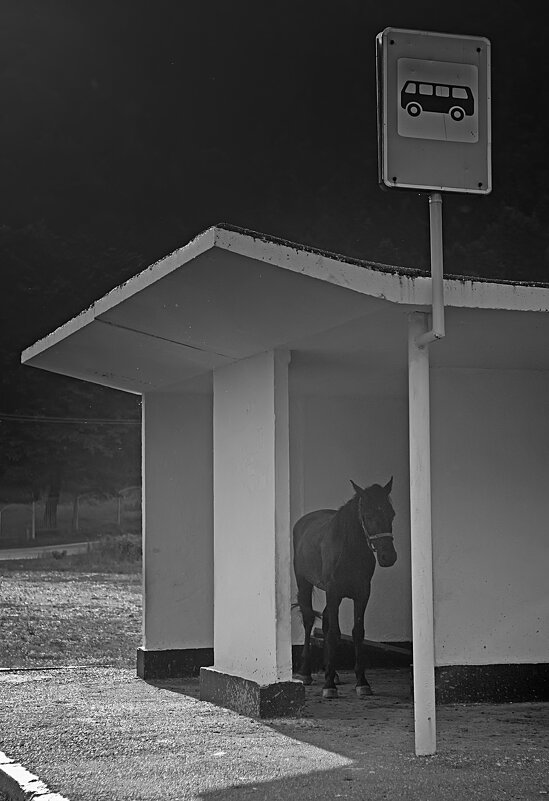 В ожидании седока - Valziwa 