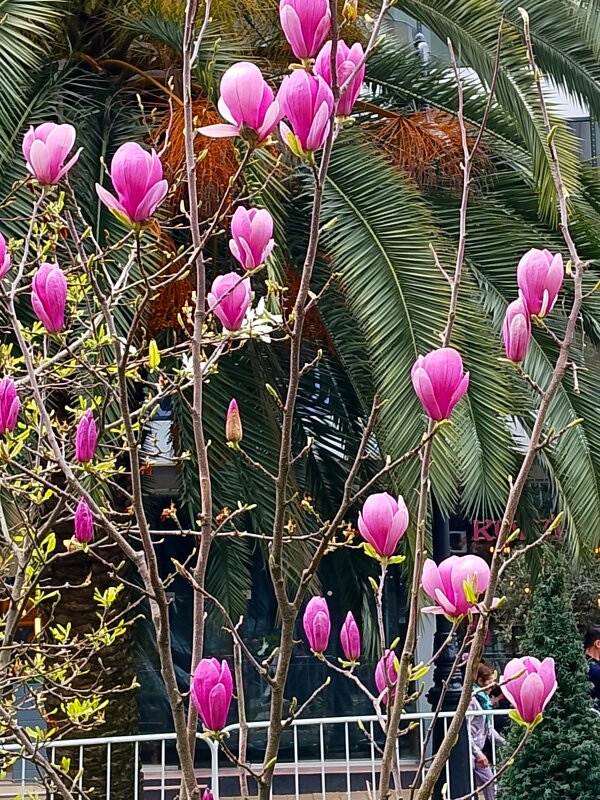 МАРТ - Tata Wolf