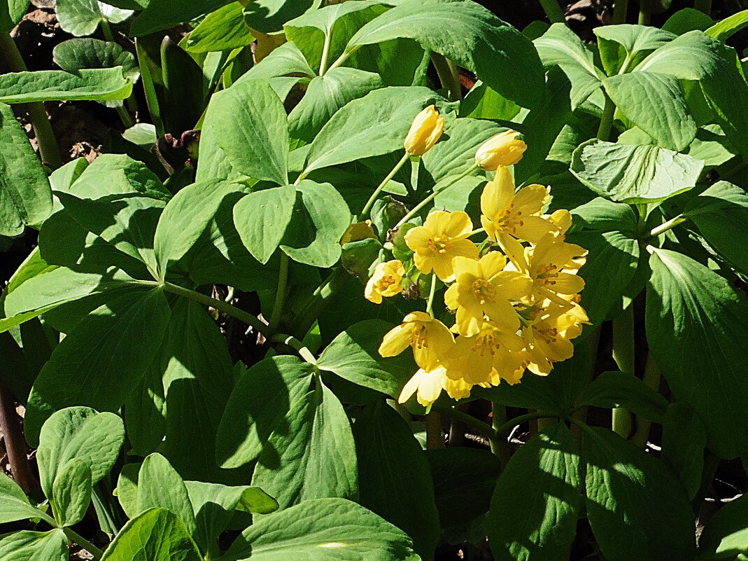 Голосемянник алтайский (Gymnospermium altaicum) - Лидия Бусурина