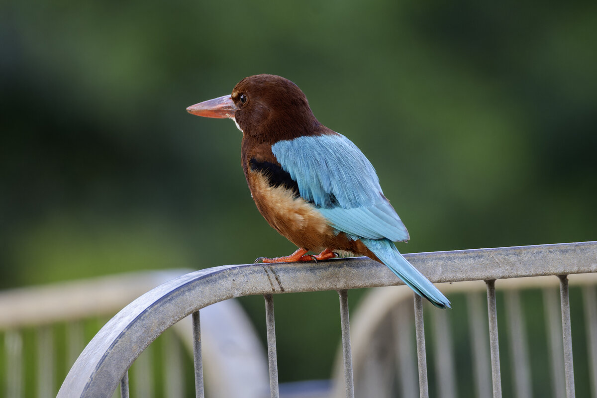 Красноклювая альциона. (Белогрудый зимородок) - Alexander Amromin