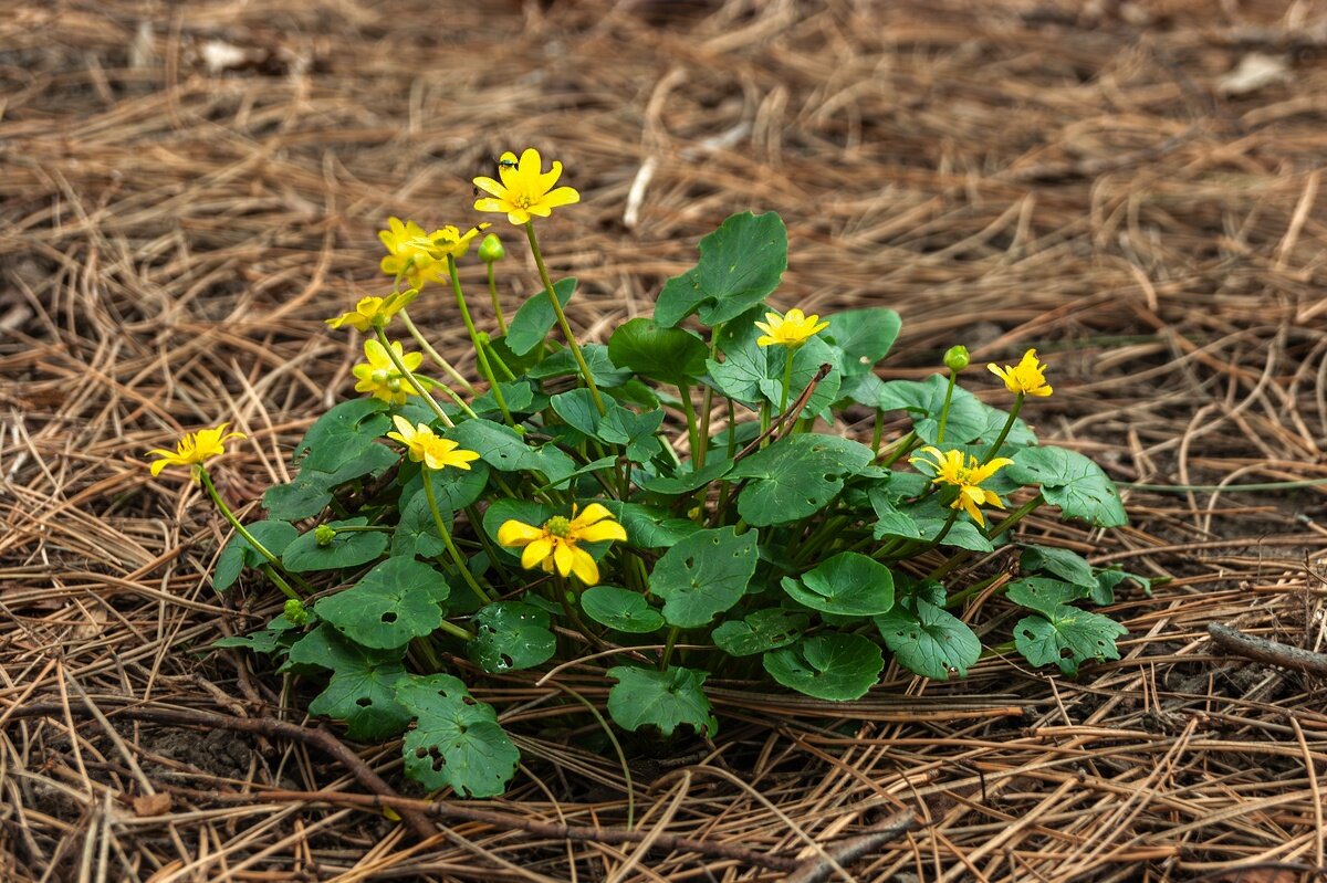 Чистяк весенний - Игорь Сикорский