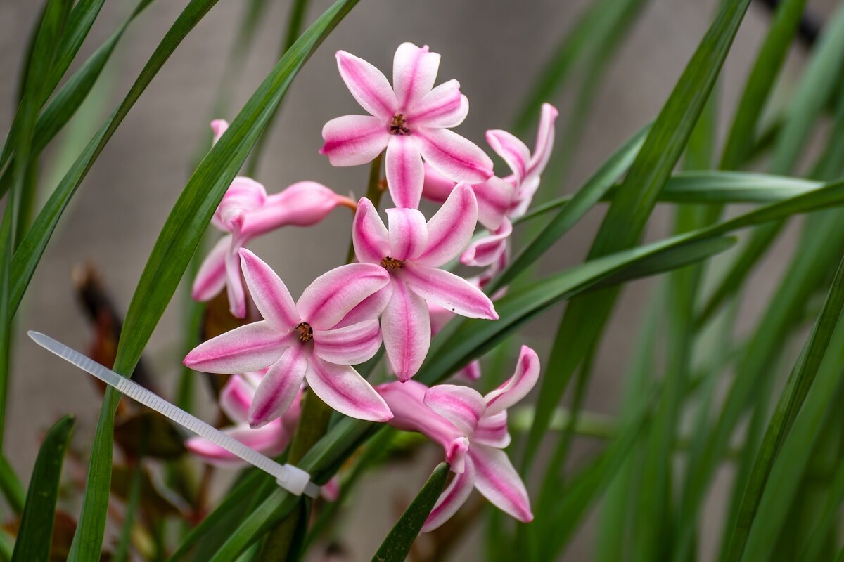 Гиацинт - Игорь Сикорский