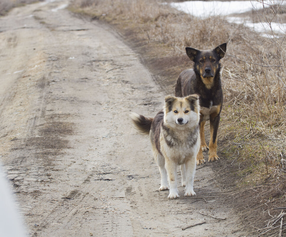 Добрые морды - Олег Денисов
