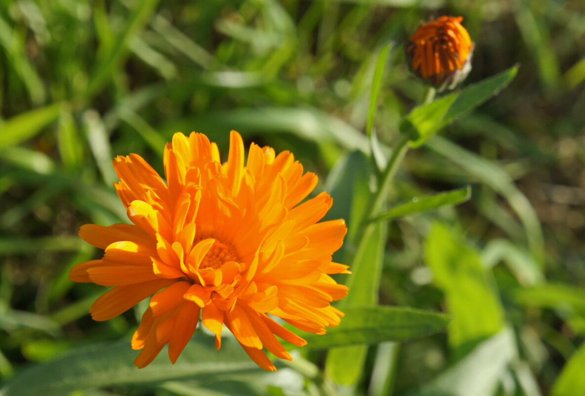 Осенний цветок календулы. - сергей ермошкин