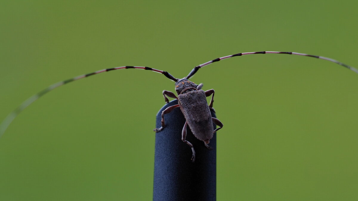 усатый красавец - Владимир 