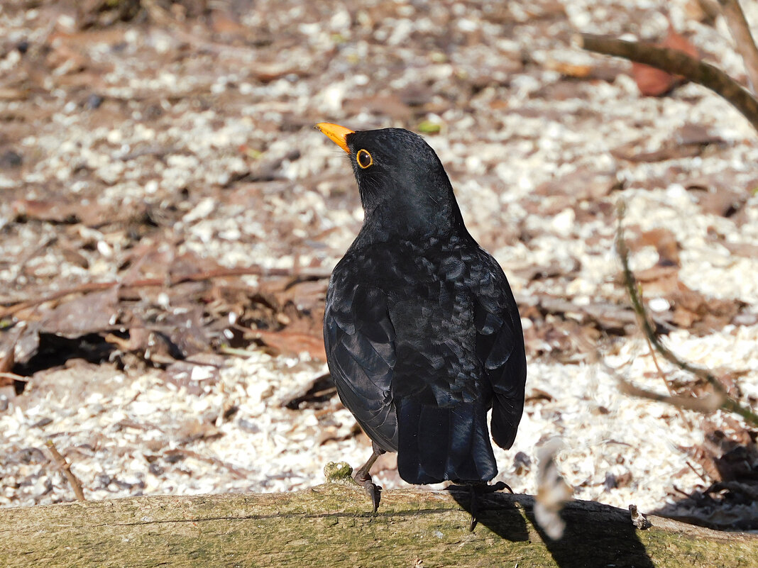 Чёрный дрозд - Лина 