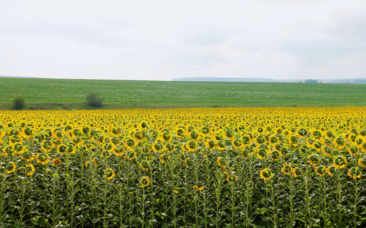 ПОЛЕ ПОДСОЛНУХОВ В АВГУСТЕ - Валентина 