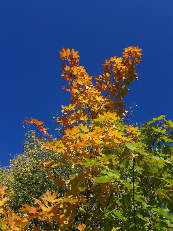 На удачу! - светлана льдокова
