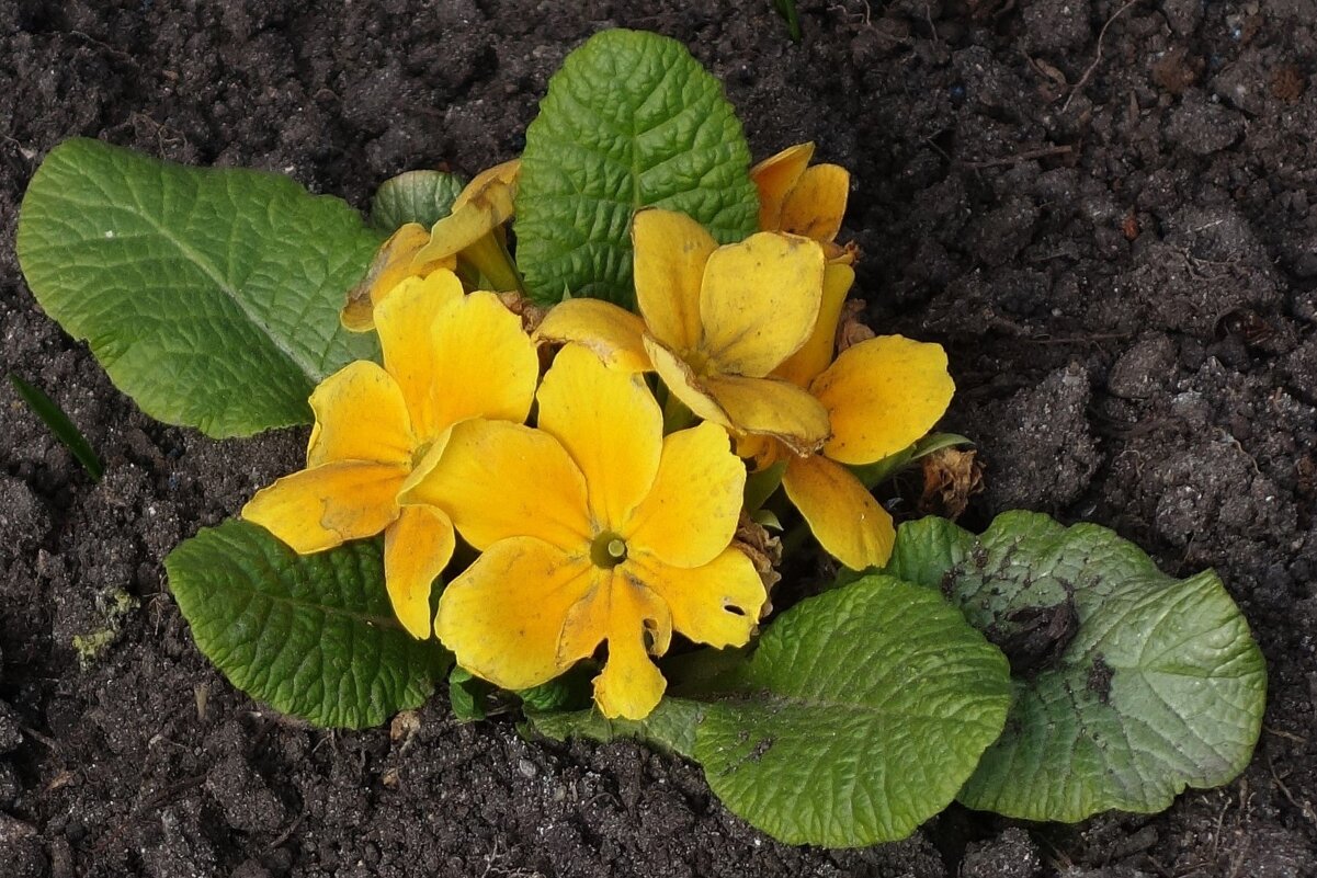 Примула - Рита Симонова