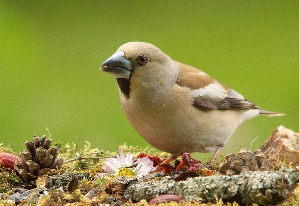 Дубоносочка - Вячеслав Минаев