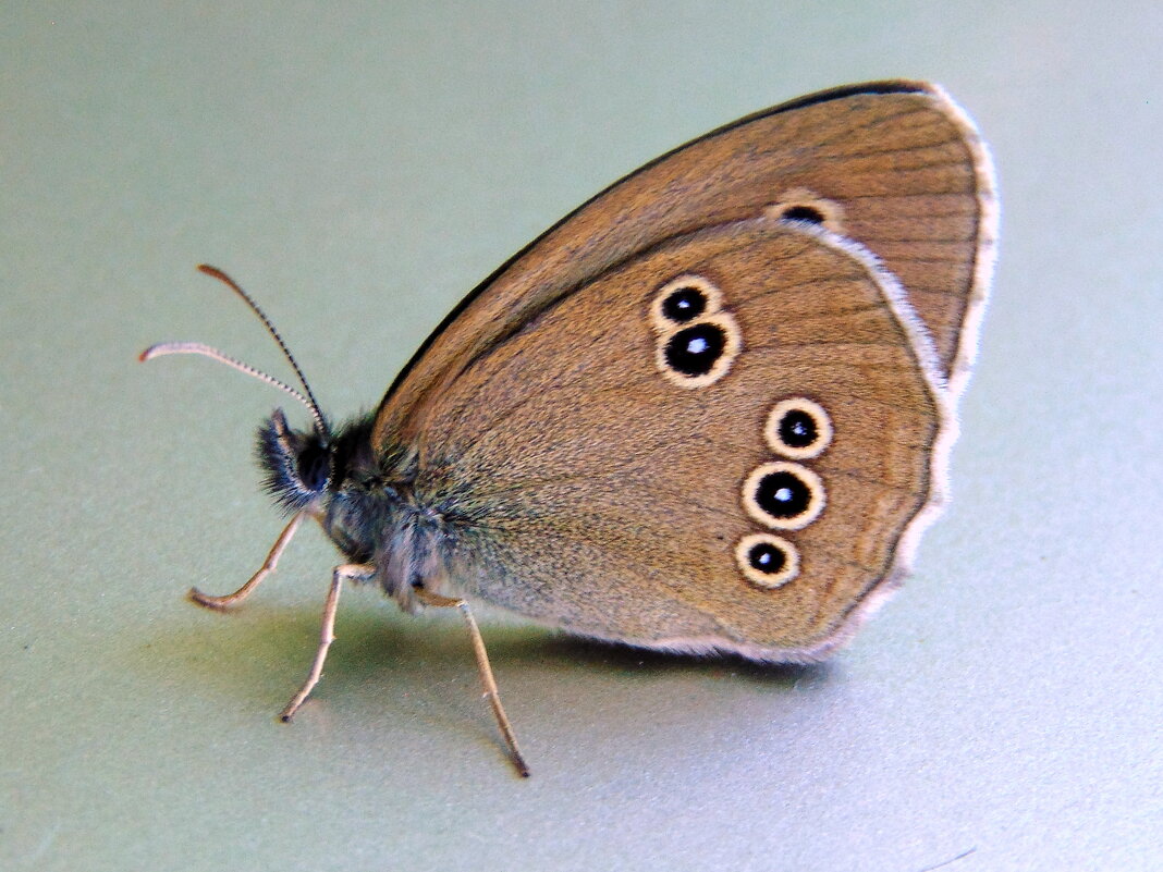 Бабочка. - nadyasilyuk Вознюк