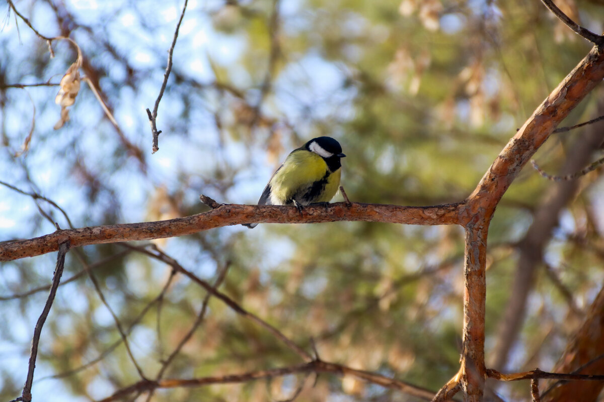 Сердитая синица - Дмитрий Долганин