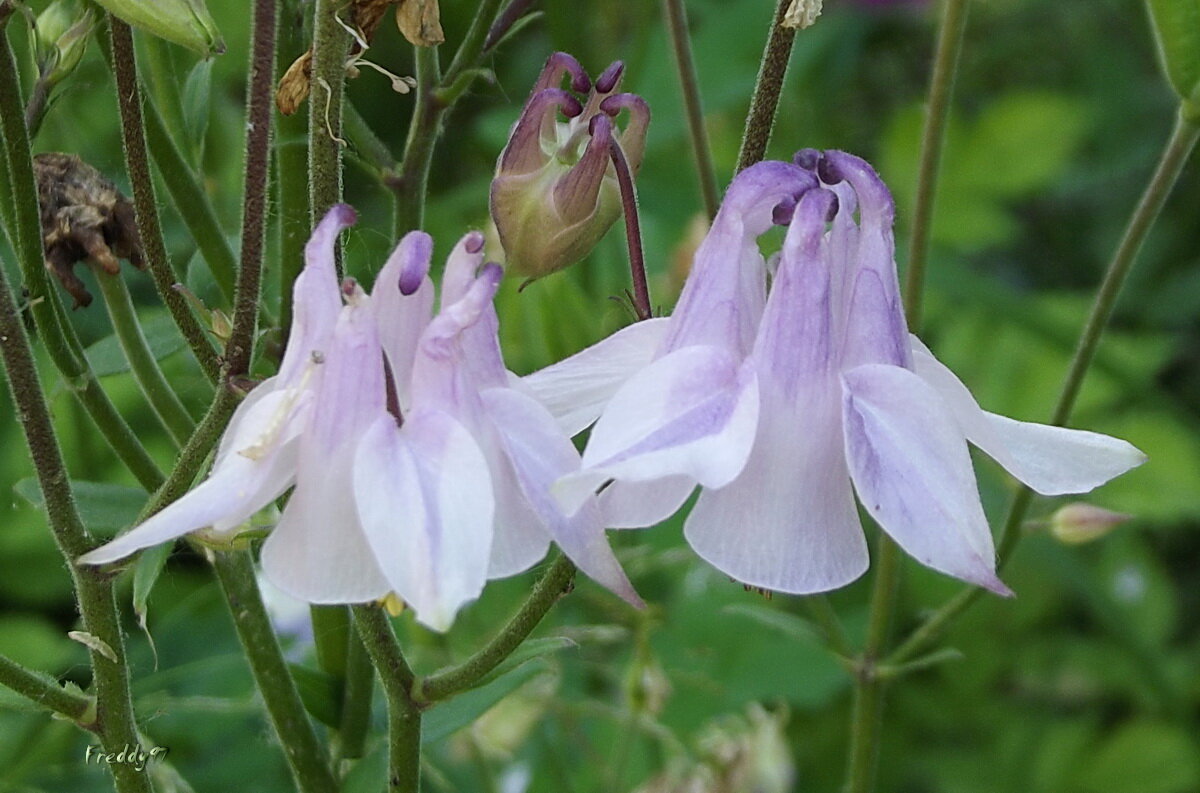 Водосбор - Freddy 97