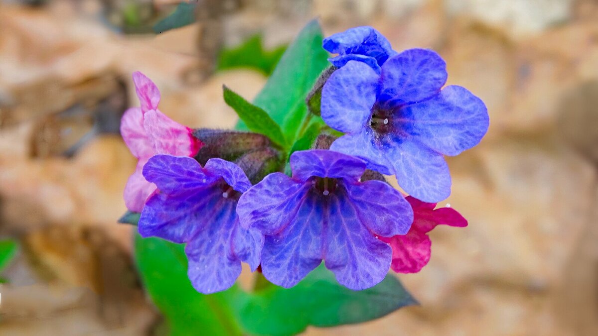 Медуницы - Милешкин Владимир Алексеевич 