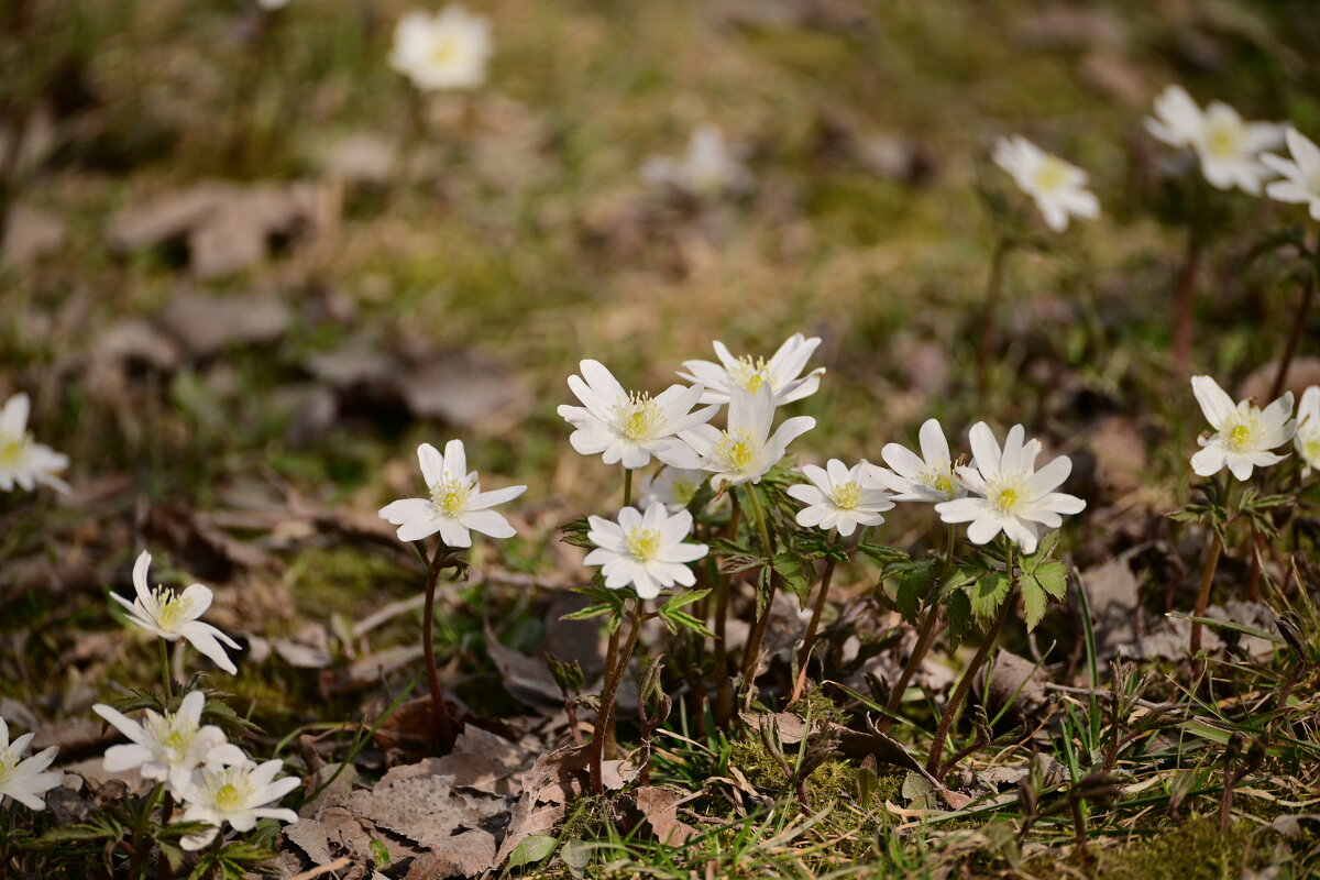 Среди прошлогодней листвы - Владислав Левашов