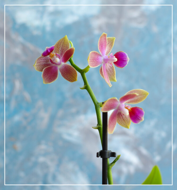 Моя коллекция орхидей - Irene Irene