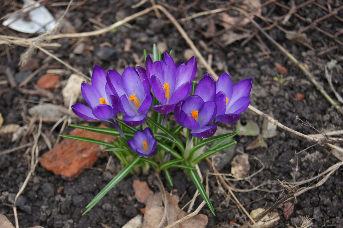 Первые цветы весны - Глеб 