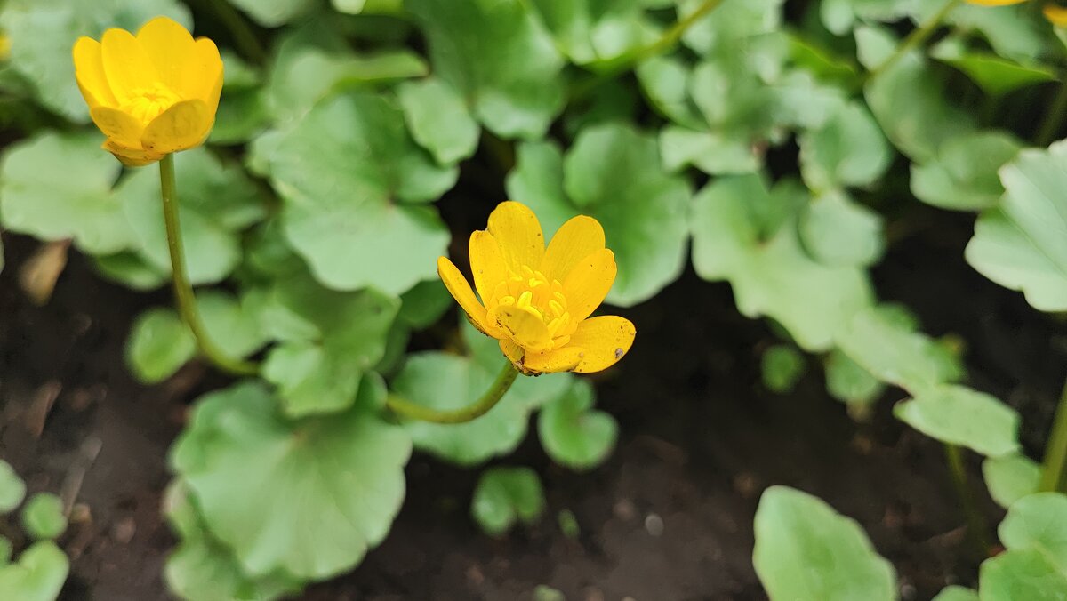 ... - Сергей Тимоновский