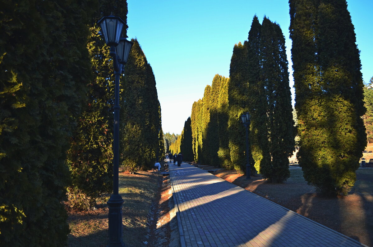 Аллея в Долине Роз - Мишель71 