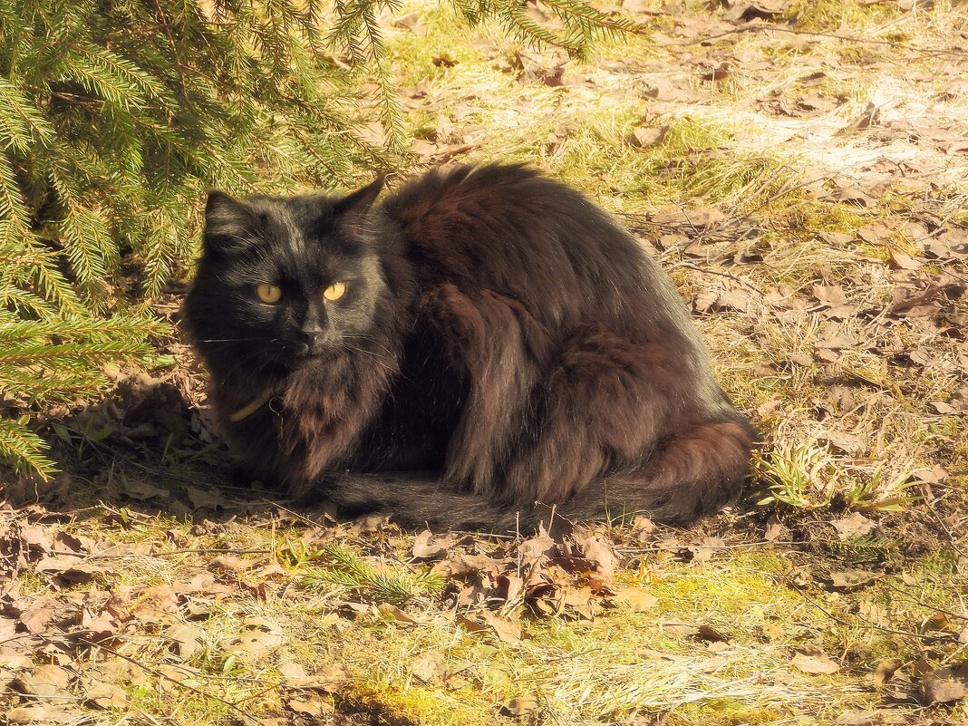 Солнечные ванны - Леонид leo