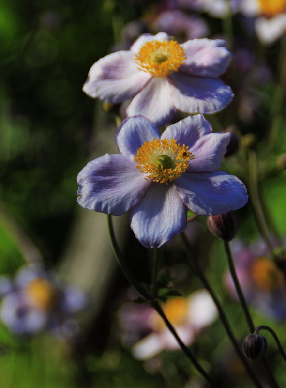 Цветы на радость нам даны .. - Татьян@ Ивановна