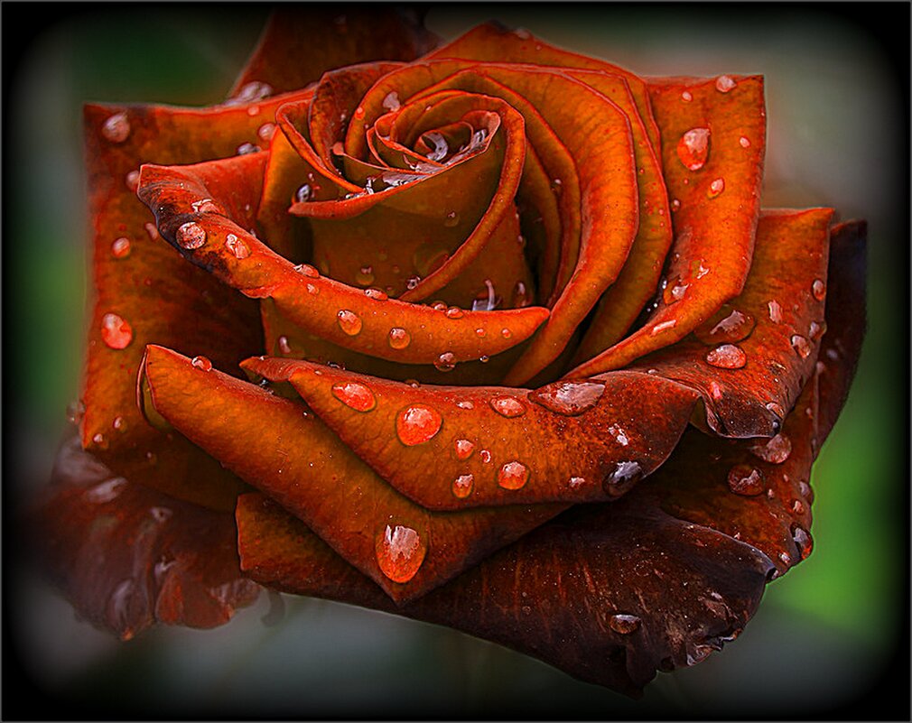 Красная роза в каплях дождя - Наталья ***