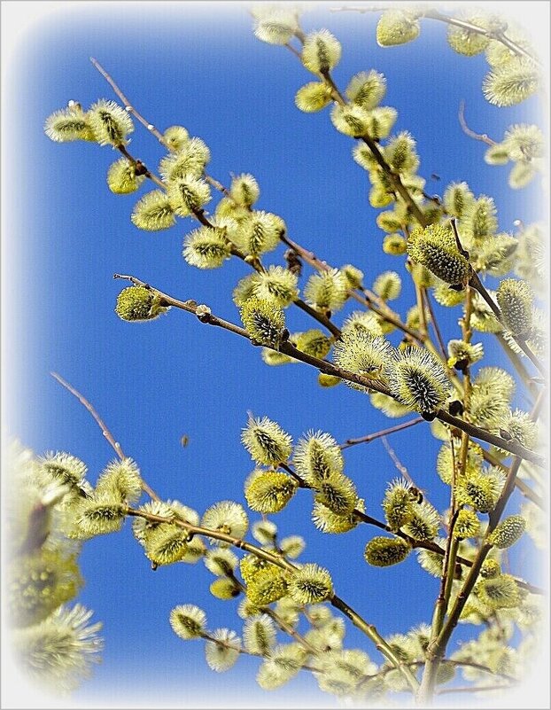 Верба цветет - Наталья ***