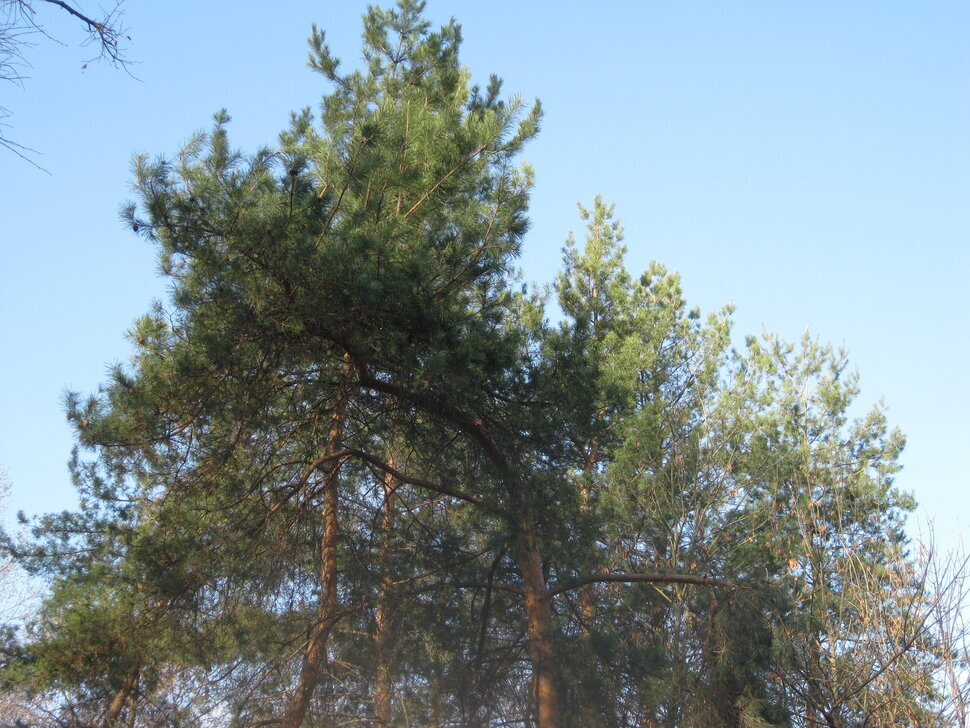 Сосны весной - Дмитрий Никитин