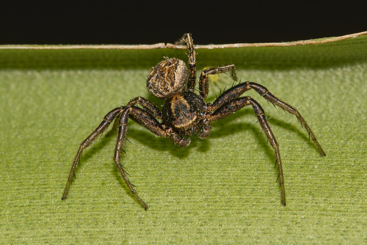 Паук на охоте... - Александр Посошенко