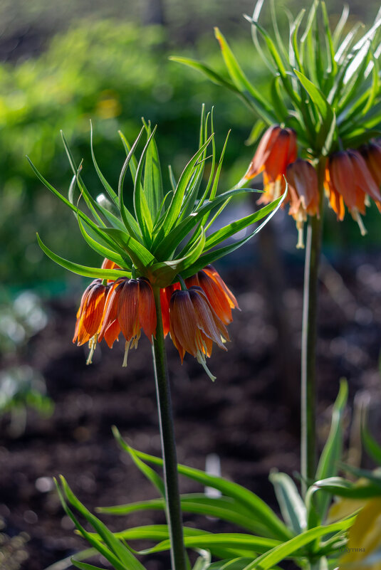 Рябчики - Нина Кутина