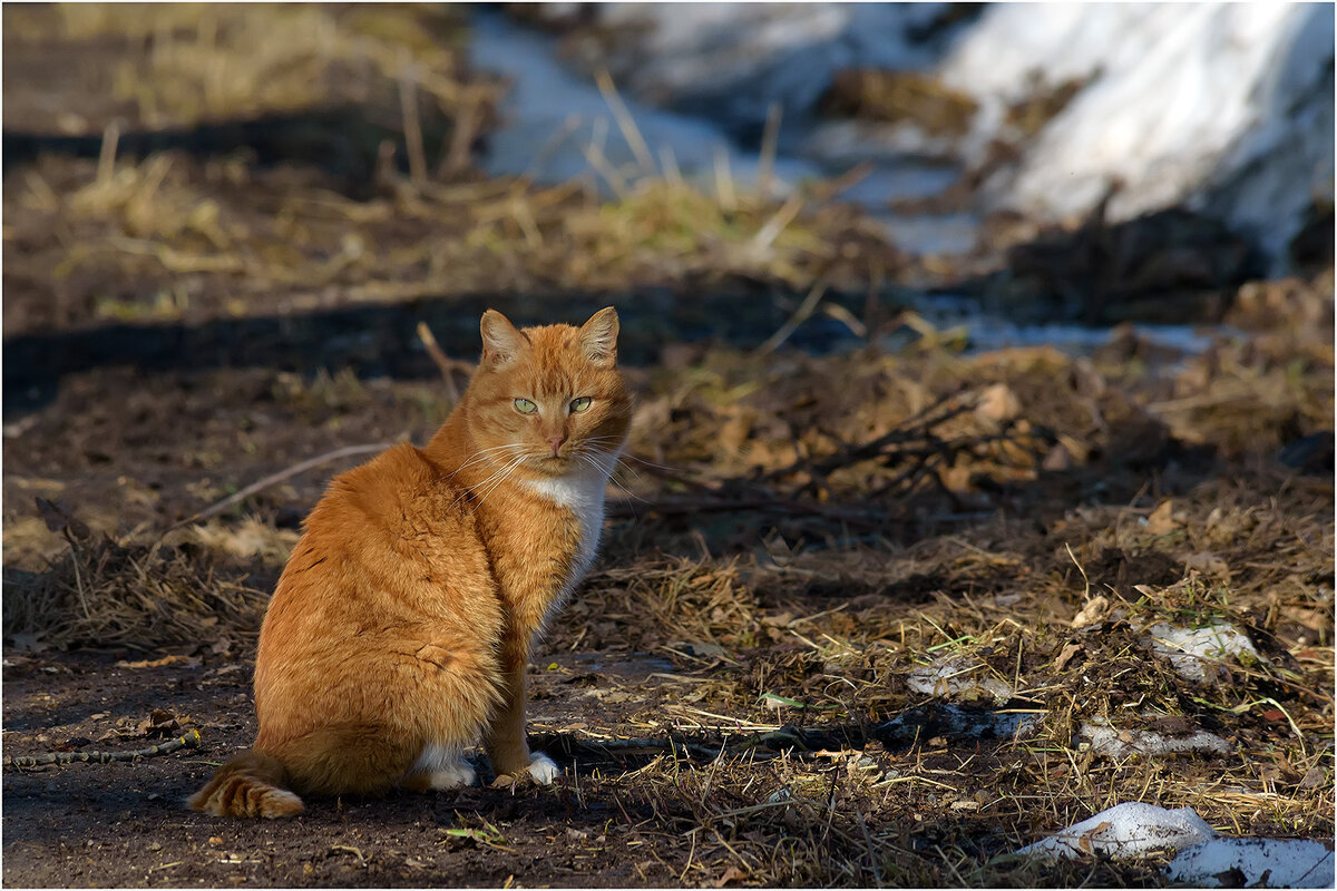 Мартовский - Валентин Котляров