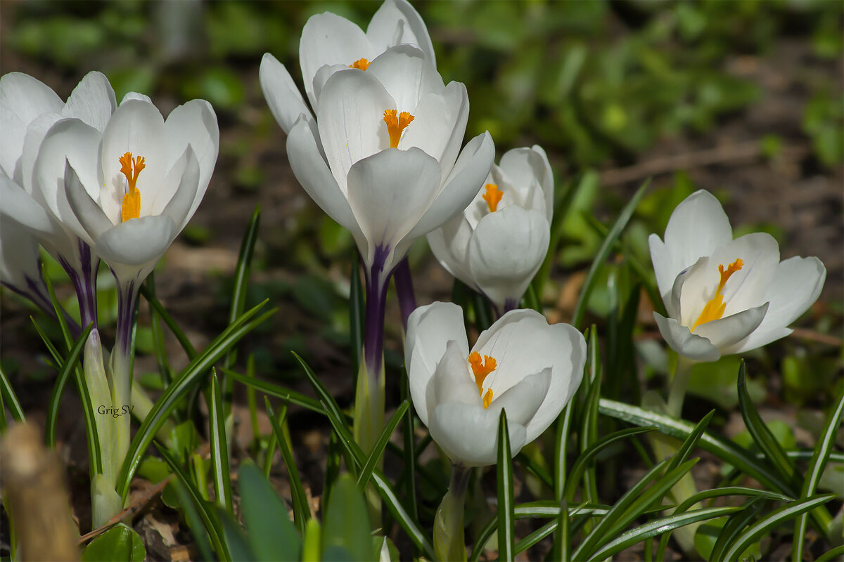 Крокус Жанна Дарк - Светлана Григорьева
