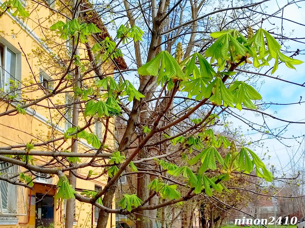 Апрель - Нина Бутко