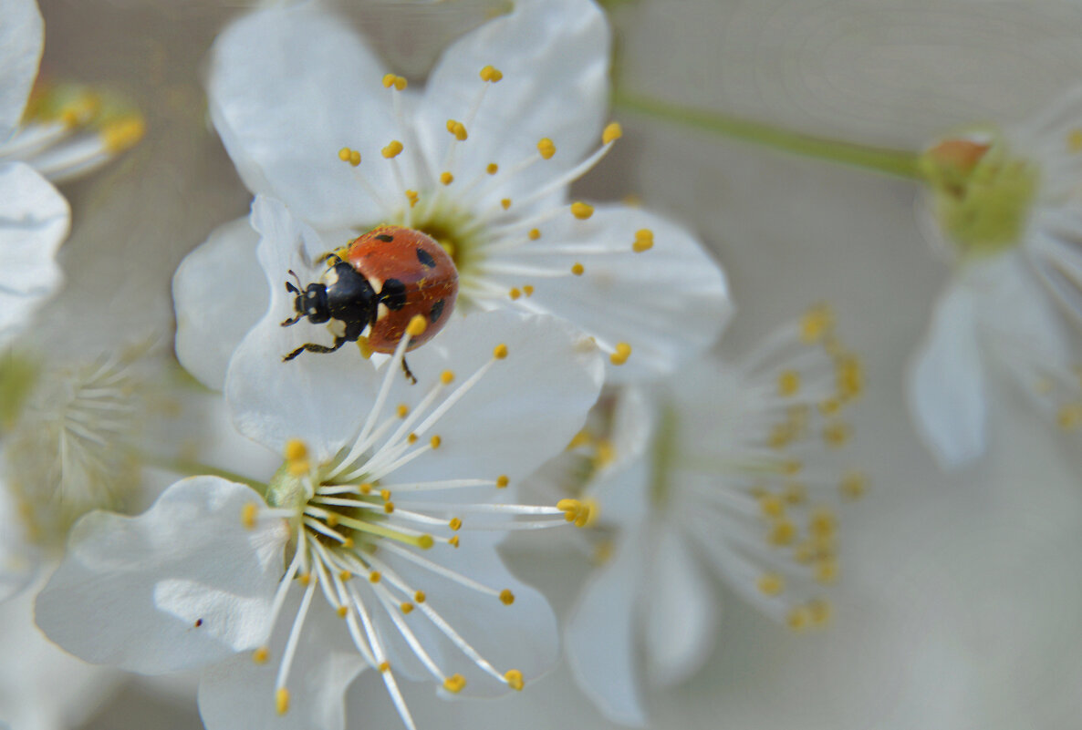*** - Надежда Куркина 