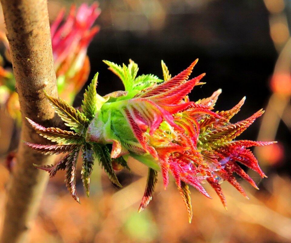 Первые листочки - Андрей Снегерёв