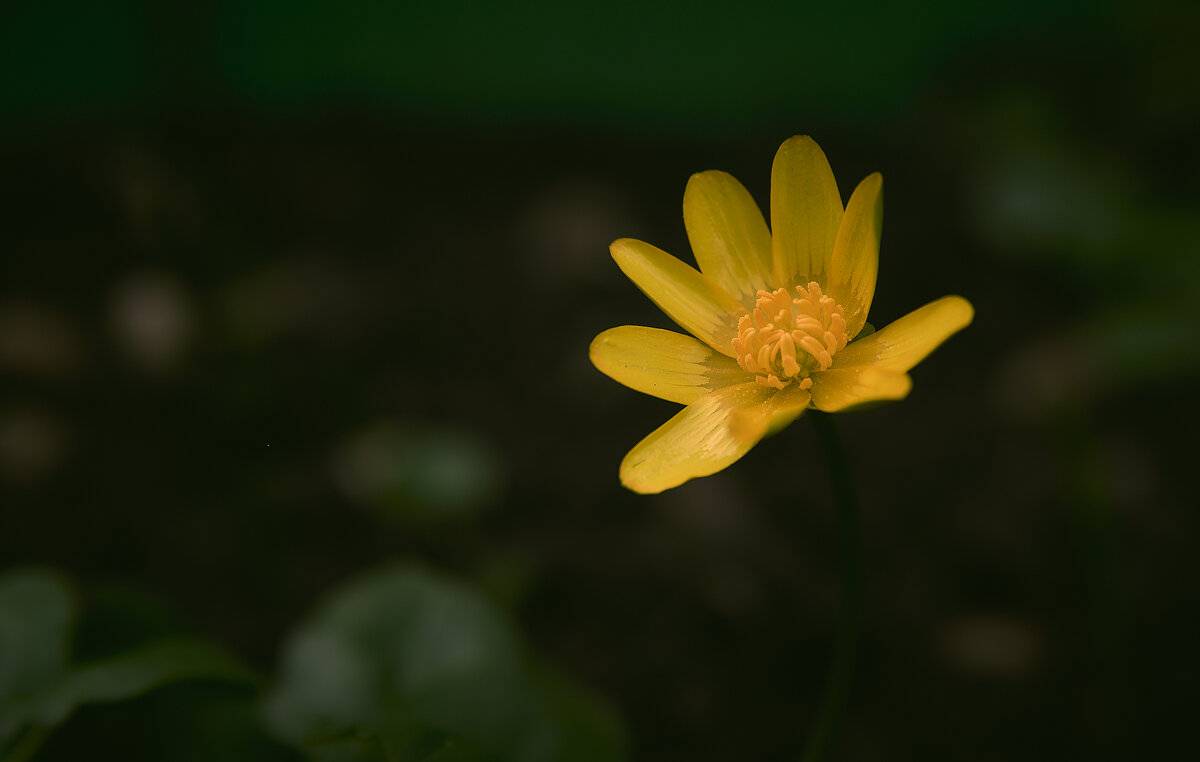 просто цветок - Sergey Gorelov