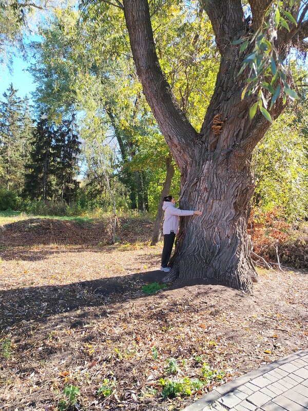 Ивушка великан - Надежда 